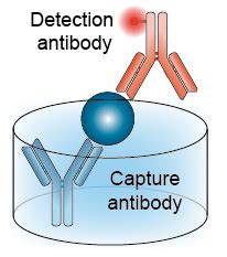 Matched antibody pairs for ELISA 